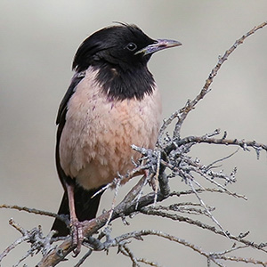 Rosy Starling